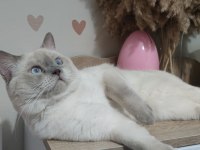 British blue point