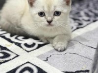 SABAH ŞEKERLERİ KEDİLER