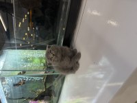Orjinal Scottish Fold Yavrusu