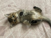 British Shorthair Yavru Kedimiz