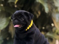 15 ÇEŞİT MALZEME HEDİYELİ SİYAH PUG BEBEKLER