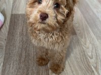 3 Aylık Maltipoo Yavru