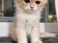 British Golden Erkek