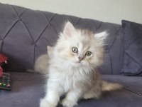 Silver british longhair kızımız yeni ailesini bekliyor