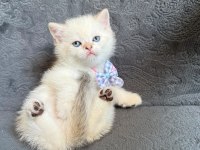 BRİTİSH SHORTHAİR PAŞAM UYGUNA VERİLECEK