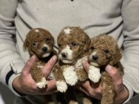 Orjinal maltipoo yavrularımız için geç kalmayın
