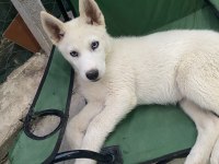 uyguna safkan sibirya kurdu husky yavruları