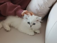 Minik yavrumu sahiplendirmek istiyoruz.