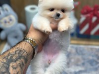 White Pomeranian Boo Yavrularımız