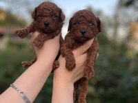 Toy Poodle Bebekler