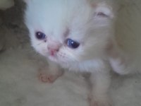 iran persian kedi yavrularımız