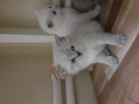 Safkan orjinal british shorthair yavrular