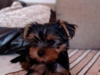 Erkek yorkshire terrier