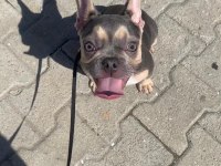 BLUE FRENCH BULLDOG