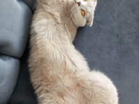Tüm aşıları mevcut pasaport çip 1 yaşında scottish fold