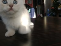 British shorthair pamuklar yuvasını bekliyor