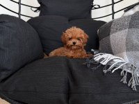 Kore Yavrular Maltipoo