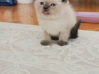 British longhair bebekler teslime hazır
