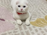Sevimli Scottish Fold
