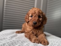 Red maltipoo
