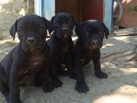Cane corso bebekleri