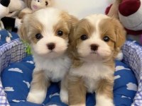 0 NUMARA MALTİPOO YAVRULAR (tuvalet eğitimli)