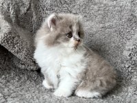 Dişi bicolor lilac long perfect british longhair
