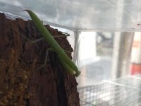 Mantis Religiosa farkı bir canlı arayanlara