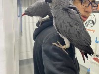Full evcil jako papağanım ilgilenen yazabilir