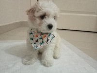 Dünya tatlısı Maltese terrier