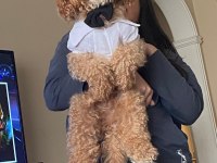 Toy poodle cinsi köpeğimiz yani sahibini arıyor