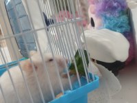 Yavru hamster