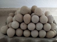 Kuluçkalık Kınalı Keklik Yumurtası