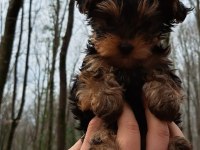 TEACUP YORKSHİRE
