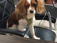 6 aylık cavalier king charles