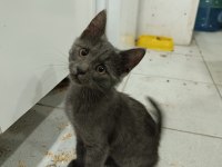 2.5 aylık erkek russian blue