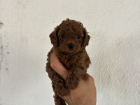 TOY POODLE KORE BEBEKLER İLE SİZLER TANIŞTINIZ MI