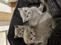Sağlıklı scottish fold yavrularımız yeni yuvalarını arıyor