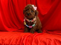 Mersin Toy Poodle