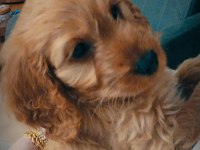 Poodle köpeğimiz tarçın