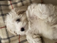 Dünyanın en tatlı canlısı maltipoo köpeğimiz