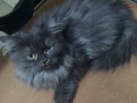 SİYAH BRITISH LONGHAIR