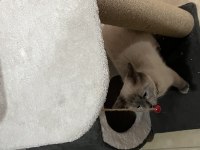 British shorthair kedimize acil yuva aranıyor