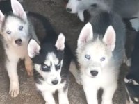 Sibirya kurdu Husky yavrularımız