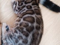 WCF show class bengal kedisi bebekler