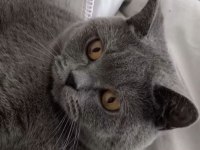 1,5 YAŞINDA ERKEK BRİTİSH KEDİMİZ