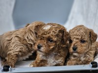 Orijinal kore poodle bebekler