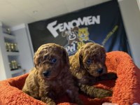 wv eğitimli maltipo yavrular maltese toy poodle ankara da