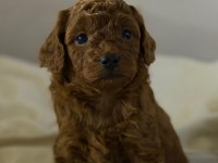 TOY POODLE ERKEK YAVRUMUZ