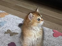 Sahibinden british longhair